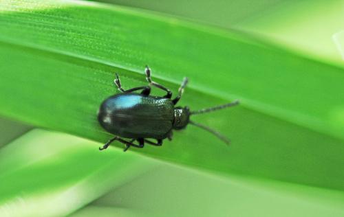 Oulema sp.